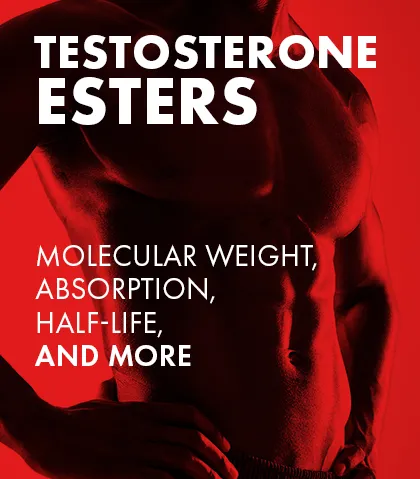Pochopení esterů testosteronu: Molekulová hmotnost, absorpce, poločas rozpadu a další