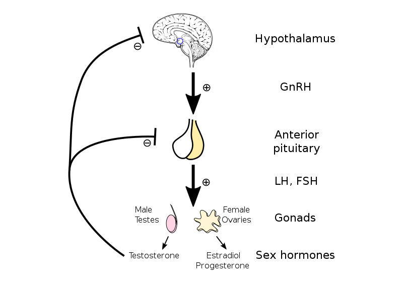 HMA2