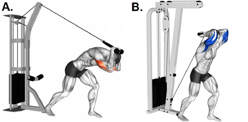Triceps